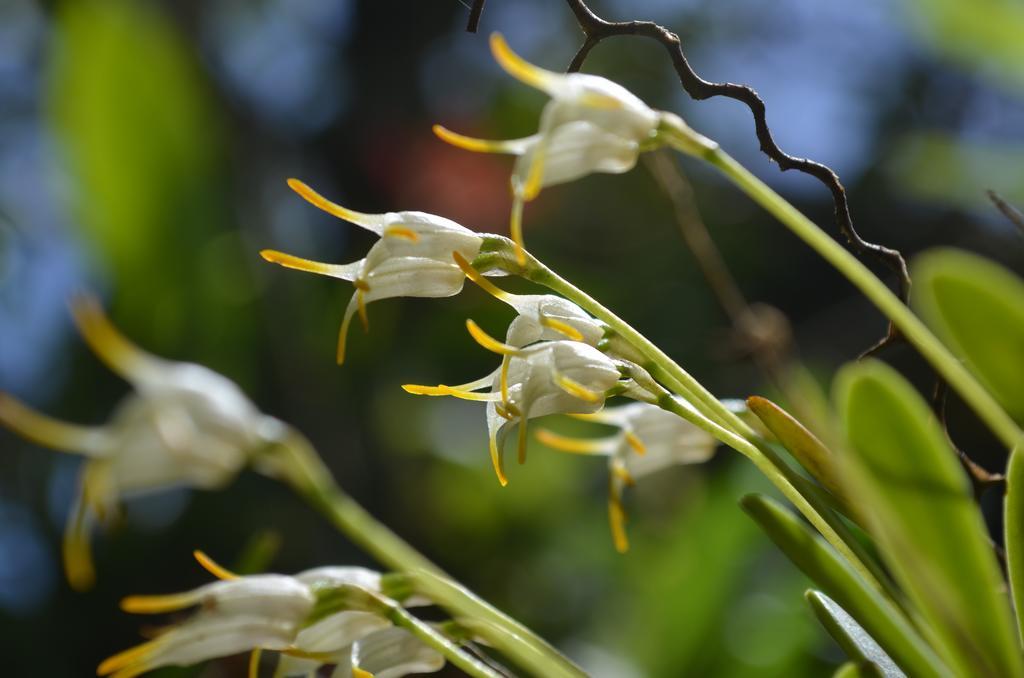 Cabinas Capulin & Farm Monteverde ภายนอก รูปภาพ