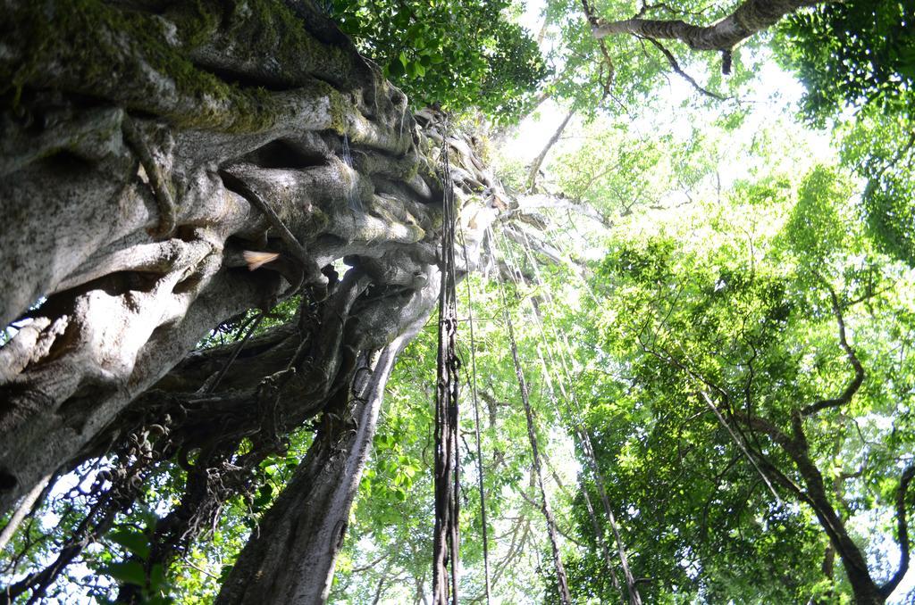 Cabinas Capulin & Farm Monteverde ภายนอก รูปภาพ
